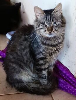 Schmusiges Tigerchen Adora sucht Zuhause - Margetshöchheim