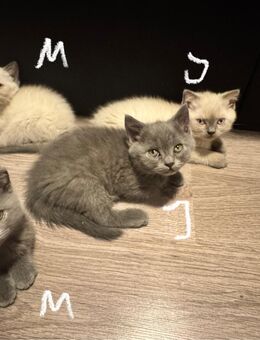 BKH/BLH kitten suchen liebevolles Zuhause - Marl (Nordrhein-Westfalen)