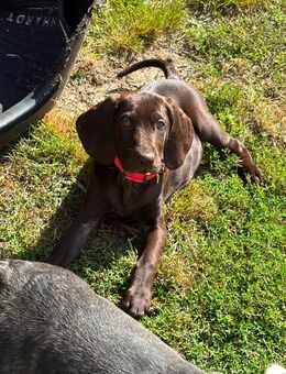Deutsch Kurzhaar-Labrador Mix Welpe - Marschacht