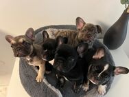 Französische Bulldogge Welpen,reinrassig-suchen liebende Familien - Ostfildern