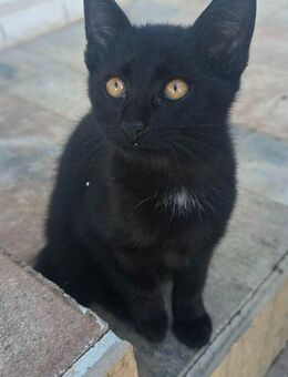 Baby Katze - Großkrotzenburg