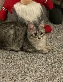 Maine Coon Kitten mit Stammbaum - Gunzenhausen