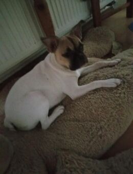 Französische bulldogge Mix - Bitterfeld-Wolfen