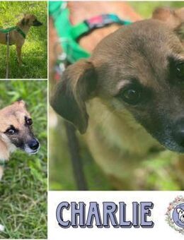 CHARLIE * zauberhaftes Wesen - Duisburg