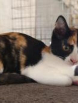 Samfaina; garantierter Zuckerschock - Geilenkirchen