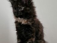 Maine coon Kitten - Rimpar