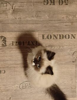 3 Wunderschöne Kitten(Kater) - Niddatal Zentrum