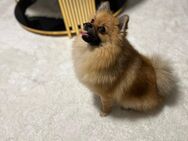 Pomeranian weiblich 1.5 Jahre alt - Bonn Röttgen