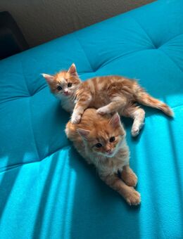 Drei süße Kitten! - Lauterbach (Baden-Württemberg)