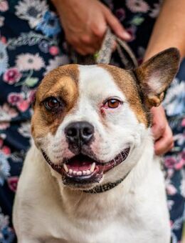 Töfi, lustige Knutschkugel, ca. 2 Jahre, - Vaterstetten