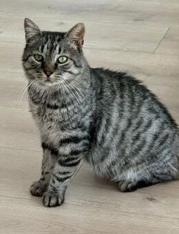 🆘 Notfall 🆘❤️Herzensguter Jerry❤️ - Eislingen (Fils)