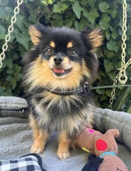 Koda 4-jähriger Pomeranian - Kassel