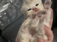 Britisch kurzhaar kitten - Duisburg