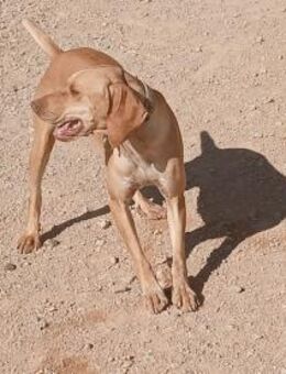 Gaia sucht ein Zuhause - Arnsberg