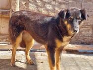 Sammy, lieb aber schüchtern - Bonndorf (Schwarzwald)