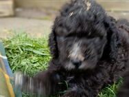 Labradoodle Welpen - Steinfurt