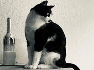 Charly Chaplin sucht neues Engagement - München