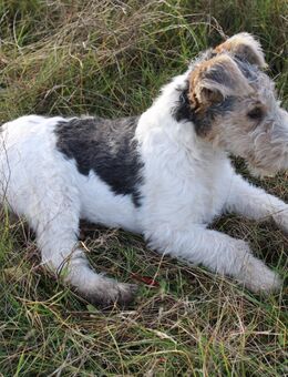 Drahthaar Foxterrier Welpen. #foxterrier. #hunde.#welpen - Steyerberg