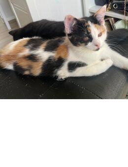 Süße Main-Coon-Britisch-Langhaar mischling sucht Liebevolles zu Hause - Berlin