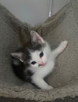 Baby kitten - Herne Eickel
