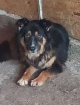 Tamina wird immer übersehen 🐾 - Elsdorf (Nordrhein-Westfalen)