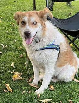 Akia -Familienhund, mag Katzen - Blankenheim (Nordrhein-Westfalen)