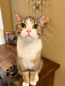 Schmuse Kater zu verkaufen - Coburg