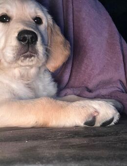 Golden Retriever Welpe Hündin - Schafstedt