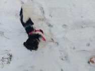 Chihuahua Mix - Krien