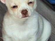 Wunderschöner Typvoller Chihuahua Welpe - Altenburg