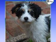 💚 SANCHO 💚 - KNOPFAUGE SUCHT KÖRBCHEN - Alfeld (Leine)