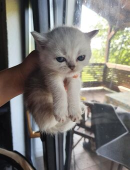 BKH BABYKATZEN ZUM RESERVIERUNG - Homburg