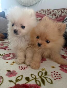 Zwergspitz Welpen 🥰🥰🥰 - Rheinau