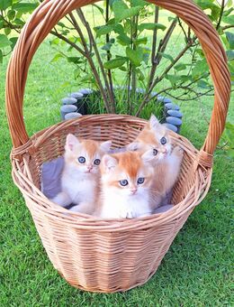 BKH-Kitten - Paderborn