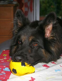suche dringend Zuhause für einen Schäferhund und mich das ich uns von €900.-- Rente leisten kann. - Aichach