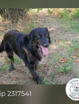 Chip 2317541: Sucht ein Zuhause - Kirchzell