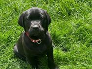 Alexis & Artemis von Zeegenthal , Labrador Retriever Weibchen mit Papieren - Strullendorf