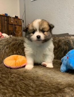 Pomeranian - Mehlingen