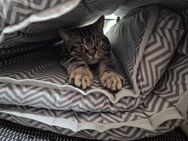Kater Bkh - Duisburg