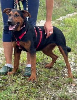 Kory ❤️ Schutzgebühr 500 Euro - Burgsinn