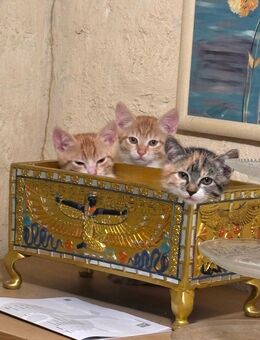 3 Kitten Katzen Babys Britisch Kurzhaar - Wesseling Zentrum