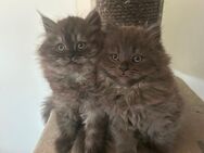 Perser Katzen Babys - Euskirchen Zentrum