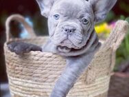 Bildschöne Französische Bulldoggen Welpen in Blue aus liebe voller Familienzucht freiatmend - Hamburg