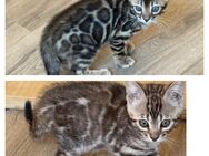 Bengal kitten Silber oder Braun 12 Wochen Abgabebereit - Dortmund