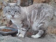 Brutus - Großer Schmusekater - Bad Camberg