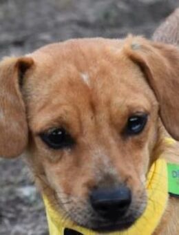 Pipo - kleiner Kumpel - Süderbrarup