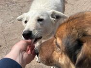 Hero - feinfühliger Hund - Löwenberger Land
