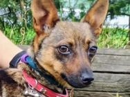Kleine USCHKA sucht Zuhause - Gefrees