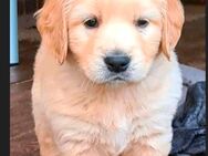 Golden Retriever Welpen - Wietmarschen