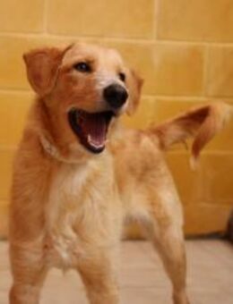 Shelby - benötigt Zeit - Rheine